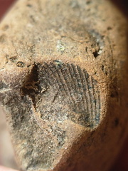 SRL53 Brachiopod Impression 