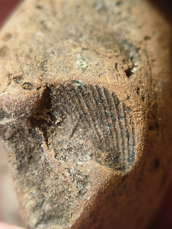 SRL53 Brachiopod Impression 