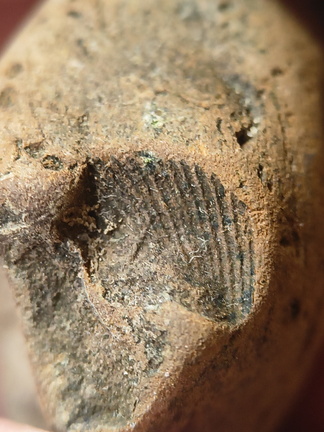 SRL53 Brachiopod Impression 