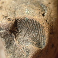 SRL53 Brachiopod Impression 