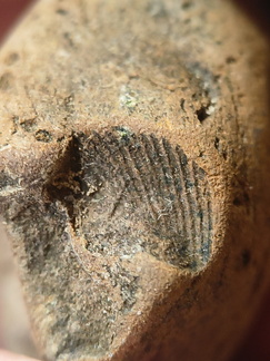 SRL53 Brachiopod Impression 