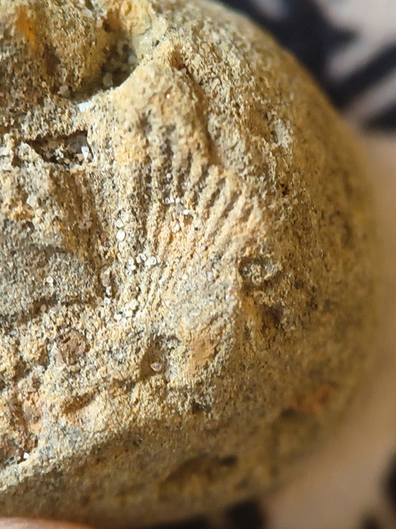 SRL55 Brachiopod Impression 