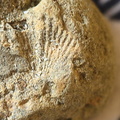 SRL55 Brachiopod Impression 