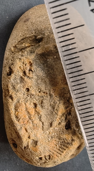 SRL55 Brachiopod Impression 