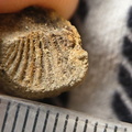 SRL63 Brachiopod Impression 