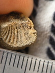 SRL63 Brachiopod Impression 