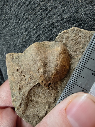 SRL77 Brachiopod Impression Spiriferid and Rhynchonellid 