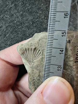 SRL77 Brachiopod Impression Spiriferid and Rhynchonellid 