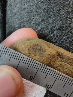 SRL79 Brachiopod Impression 