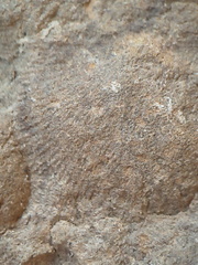 SRL84 Brachiopod Impression Strophomenid 