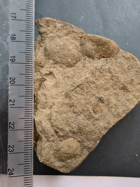 SRL84 Brachiopod Impression Strophomenid 