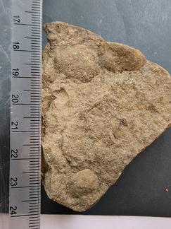 SRL84 Brachiopod Impression Strophomenid 