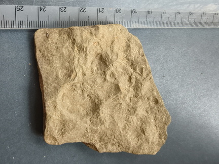 SRL89 Brachiopod Impression Rhynchonellid 