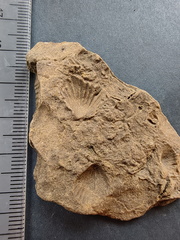 SRL115 Brachiopod Impressions Rhynchonellid 