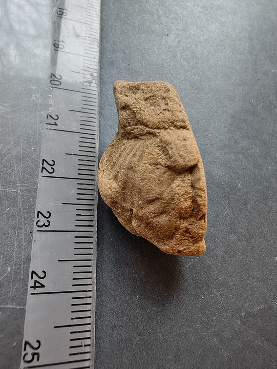 SRL117 Brachiopod Impression