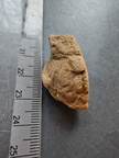 SRL117 Brachiopod Impression