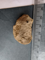 SRL119 Brachiopod Impression