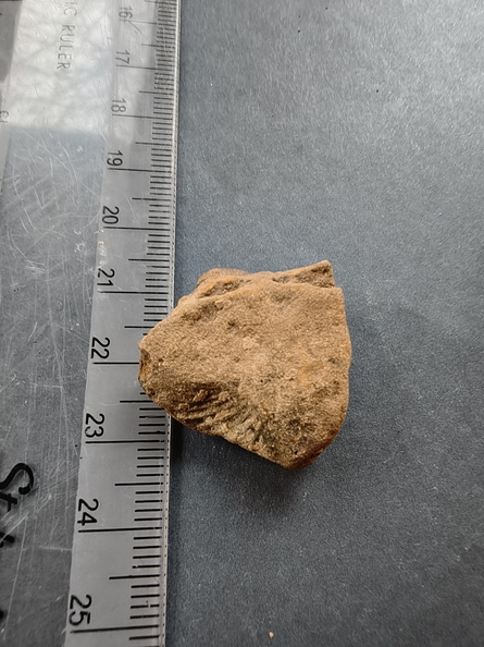 SRL120 Brachiopod Impression