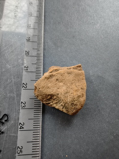 SRL120 Brachiopod Impression