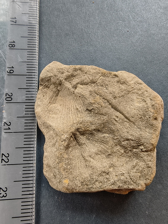 SRL121 Brachiopod Impressions