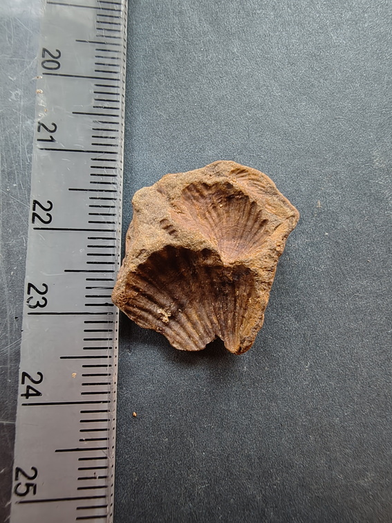 SRL123 Brachiopod Impressions Rhynchonellid 