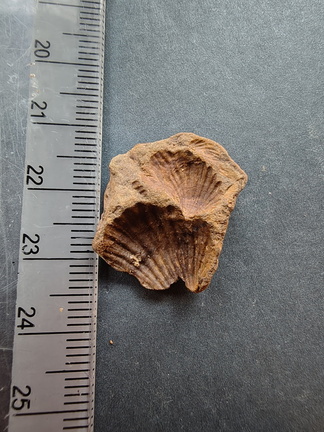 SRL123 Brachiopod Impressions Rhynchonellid 