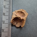 SRL123 Brachiopod Impressions Rhynchonellid 