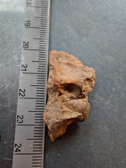 SRL124 Brachiopod Impressions 