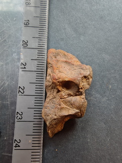 SRL124 Brachiopod Impressions 