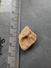 SRL126 Brachiopod Impression 