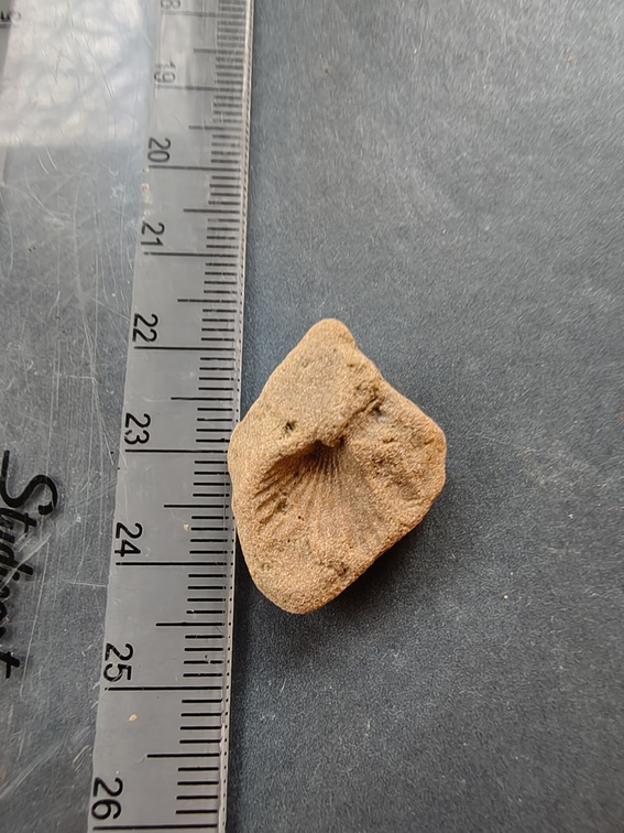 SRL126 Brachiopod Impression 