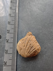 SRL128 Brachiopod Impression 