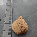 SRL128 Brachiopod Impression 
