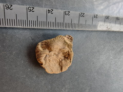 SRL128 Brachiopod Impression 