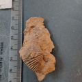 SRL131 Brachiopod Impression Spiriferid 