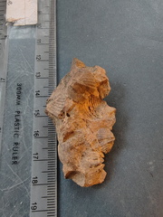 SRL131 Brachiopod Impression Spiriferid 