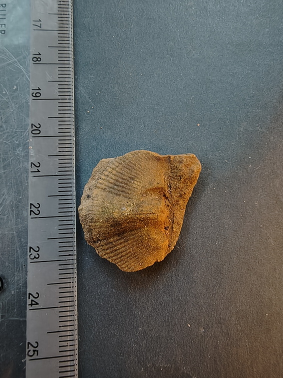 SRL132 Brachiopod Impression Spiriferid 