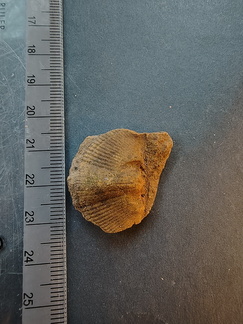 SRL132 Brachiopod Impression Spiriferid 