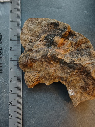 SRL133 Brachiopod Impression Rhynchonellid 