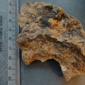 SRL133 Brachiopod Impression Rhynchonellid 