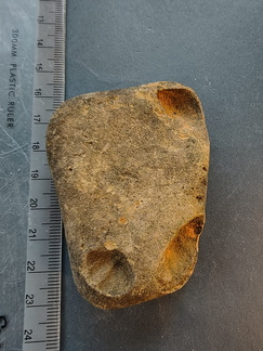 SRL134 Brachiopod Impression Spiriferid 