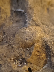 SRL137 Brachiopod Impressions