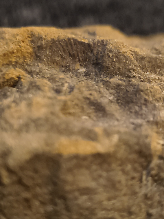 SRL137 Brachiopod Impressions