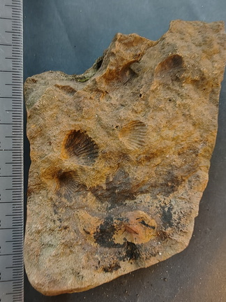 SRL139 Brachiopod Impressions Rhynchonellid 