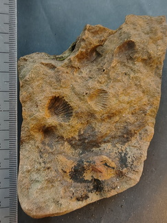 SRL139 Brachiopod Impressions Rhynchonellid 