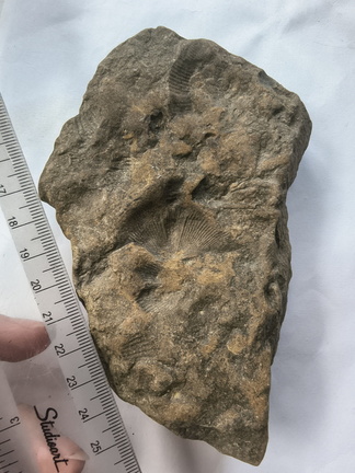 SRL144 Brachiopod Impressions Spiriferid