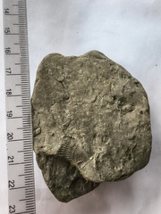 SRL147 Brachiopod Impression Spiriferid 