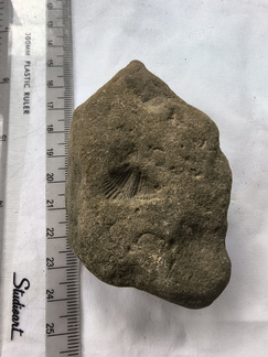 SRL157 Brachiopod Impression Spiriferid 