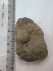 SRL164 Brachiopod Impressions