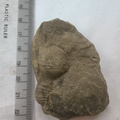 SRL164 Brachiopod Impressions